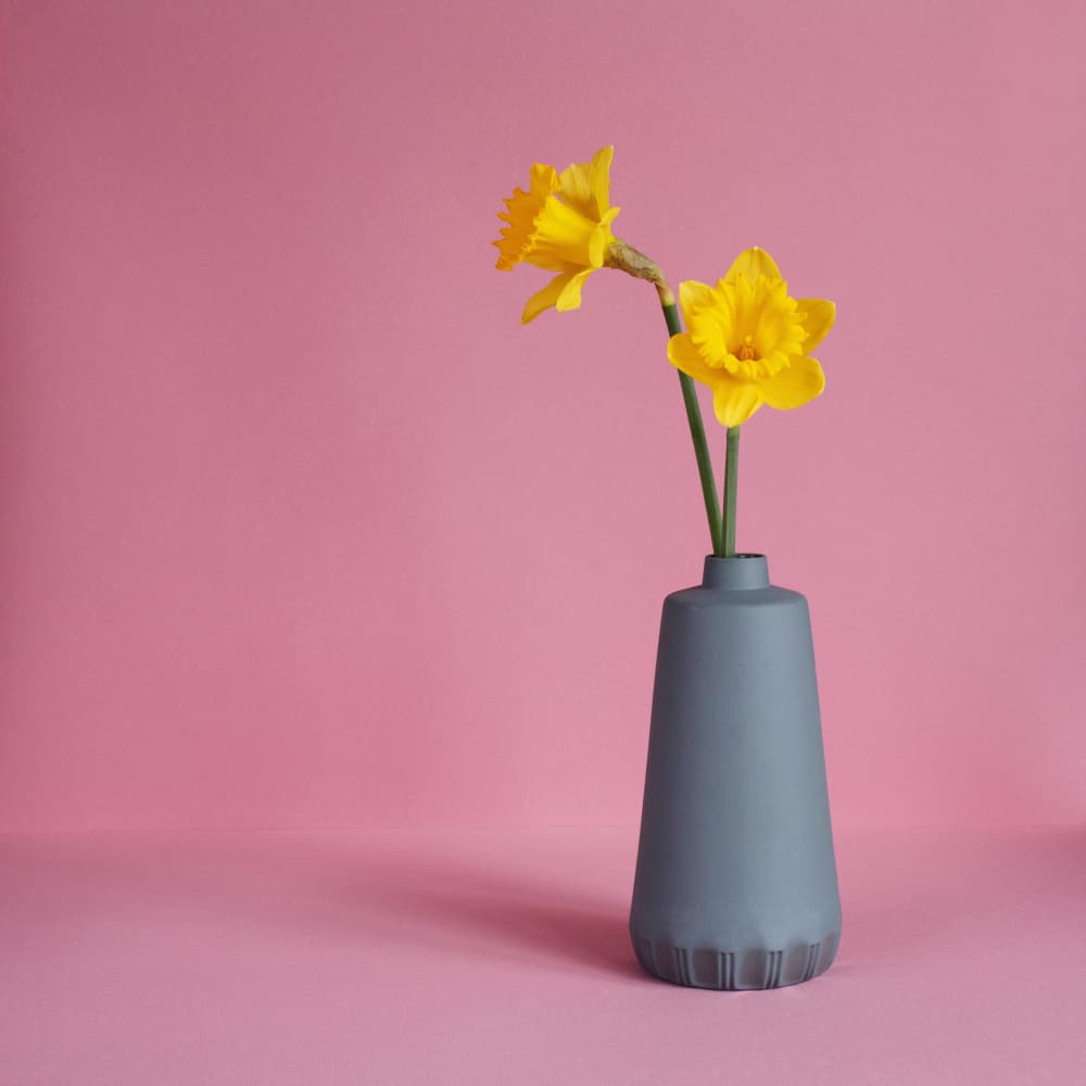 Bright Pink Daffodils by Masha Bakker Matijevic — canvas wall art