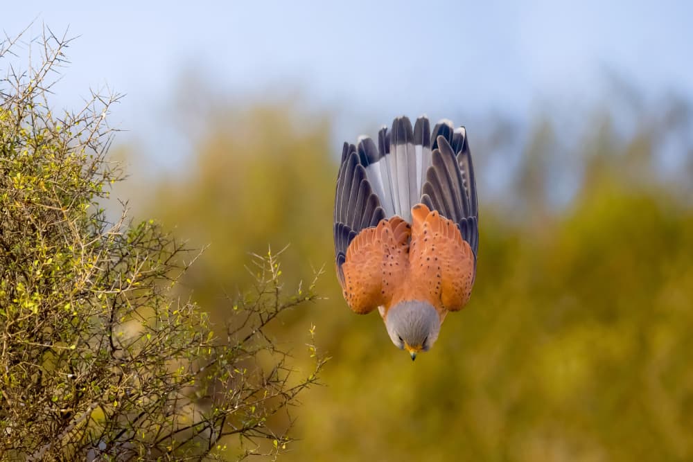 Kestrel Hunting Dive by David Manusevich — canvas wall art