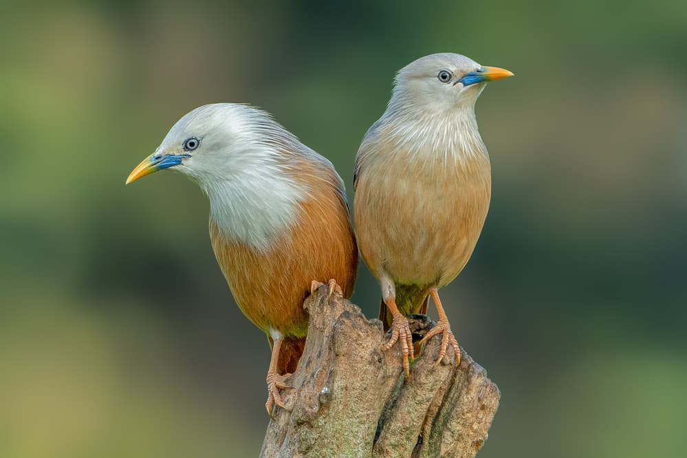 Serene Starling Pair by Rahul Wedpathak — canvas wall art