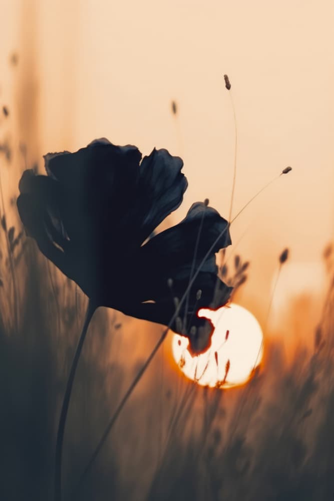 Petals at Dusk by Treechild — canvas wall art