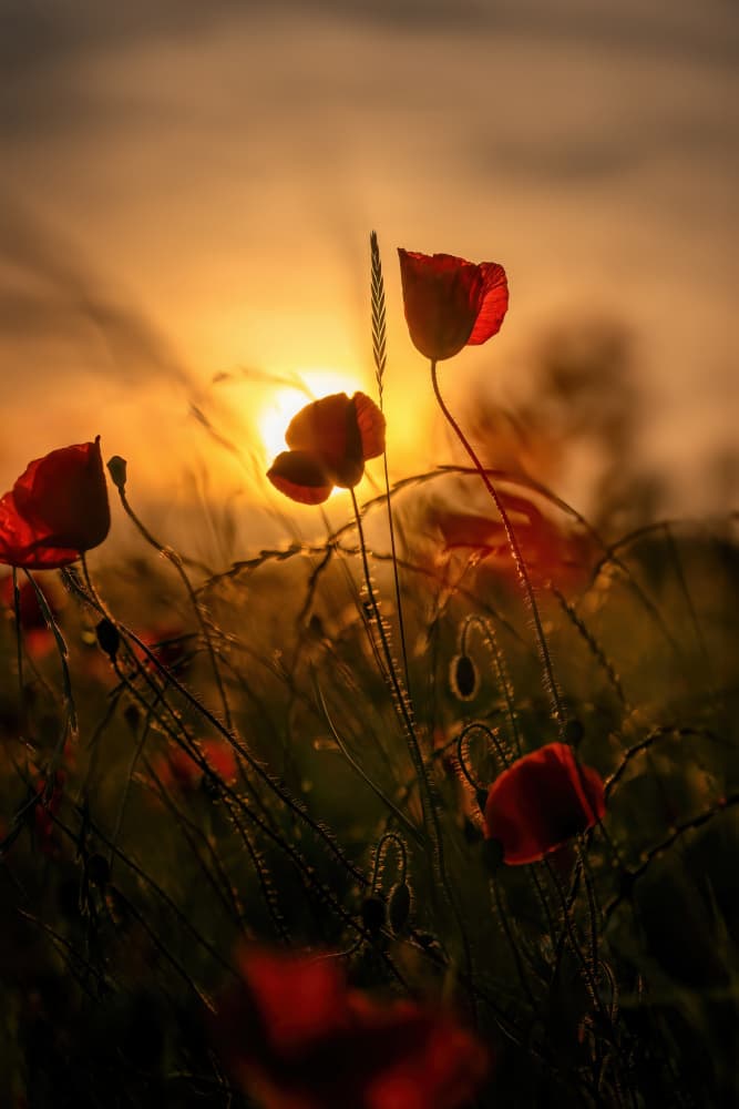 Tranquil Sunset Poppies by Norbert Maier — canvas wall art
