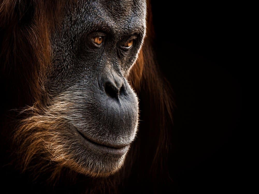 Thoughtful Orangutan Portrait by Christian Lechtenfeld — canvas wall art