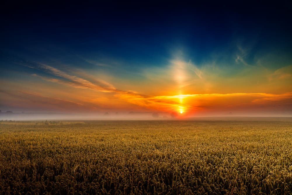 Sunrise Over Golden Field by Jürgen Muß — canvas wall art