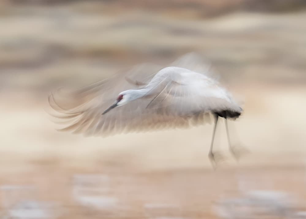 Blurred Crane Flight by Qingsong Wang — canvas wall art