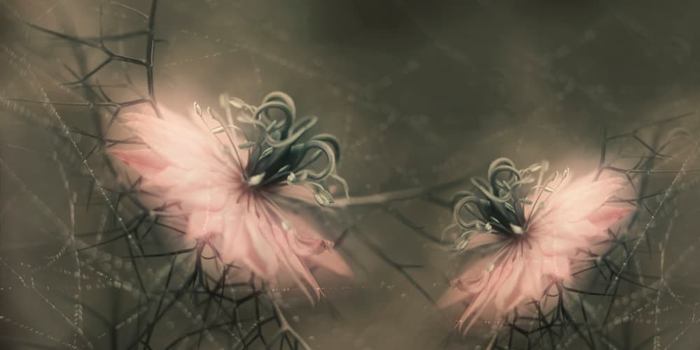 Soft Love in Mist by Heidi Westum — canvas wall art