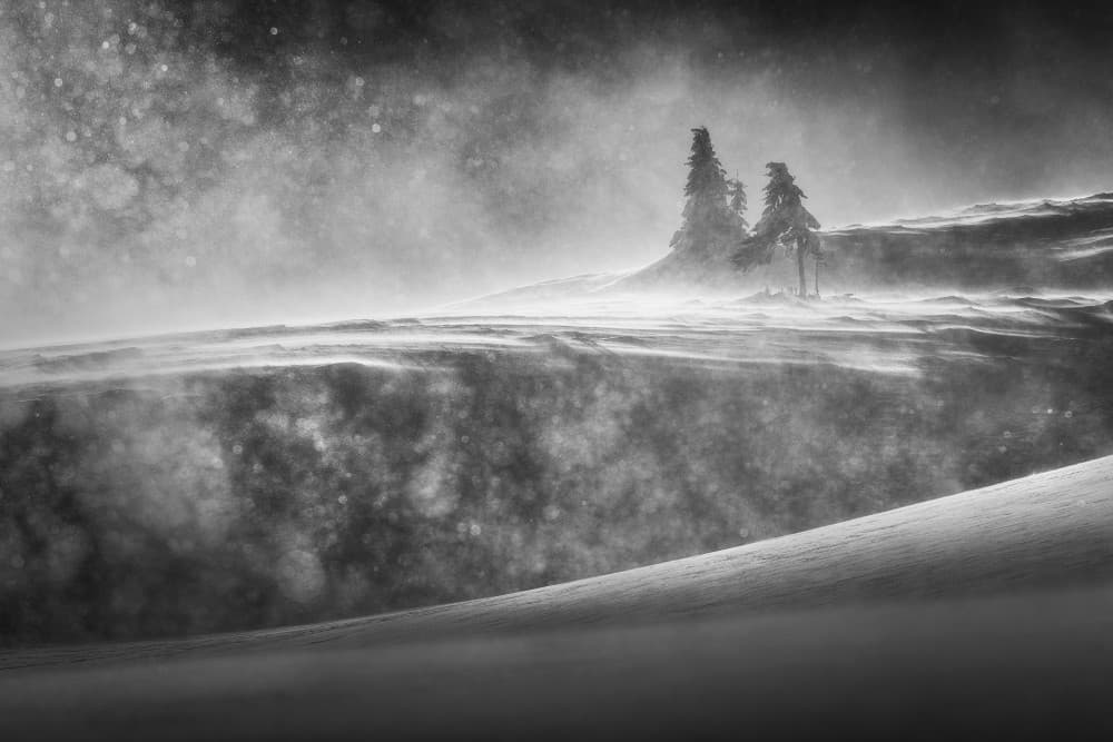 Winter Windswept Trees by Vlad Paulet — canvas wall art