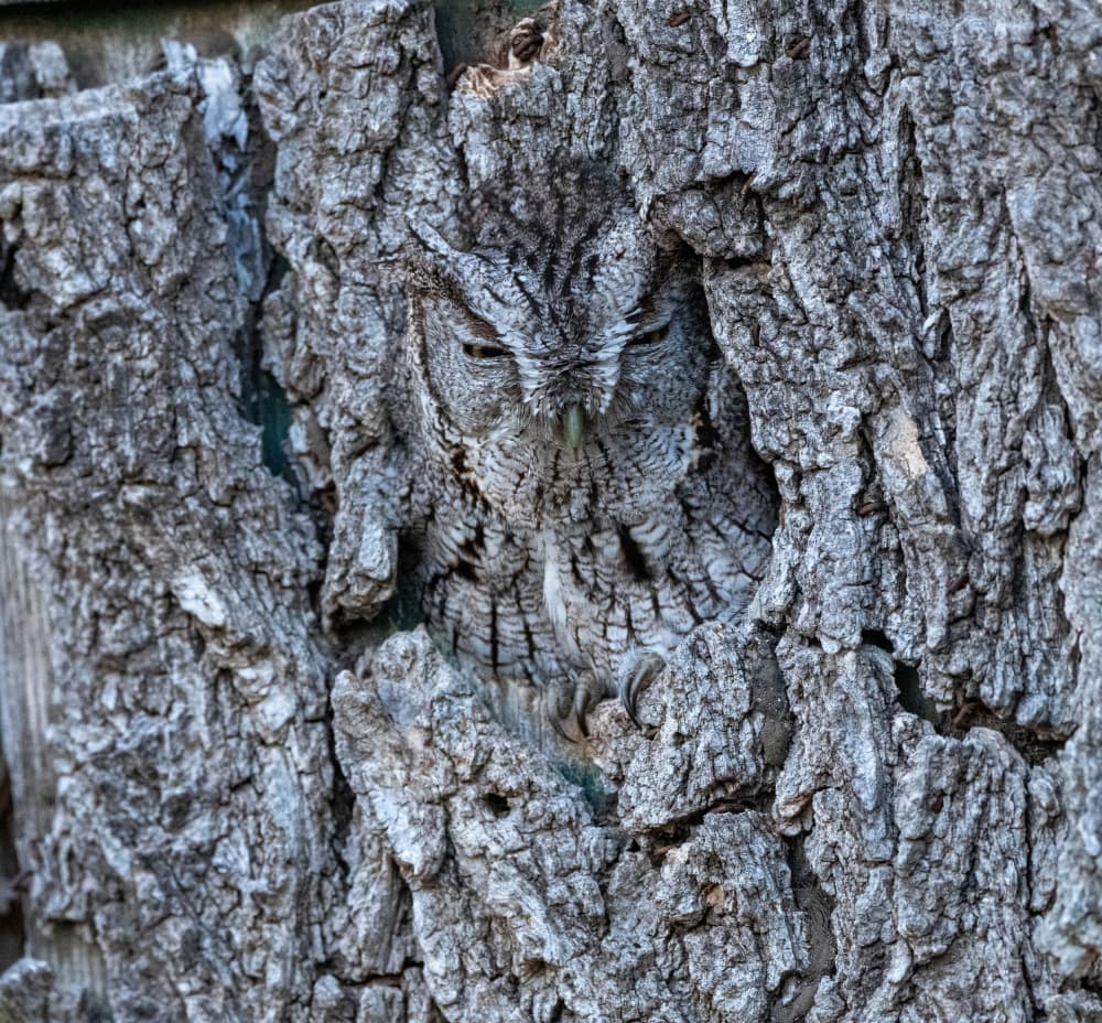 Camouflaged Screech Owl by Barbara Gill — canvas wall art