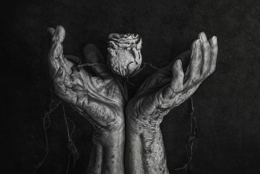 Aged Hands Withered Rose by Stephen Clough — canvas wall art