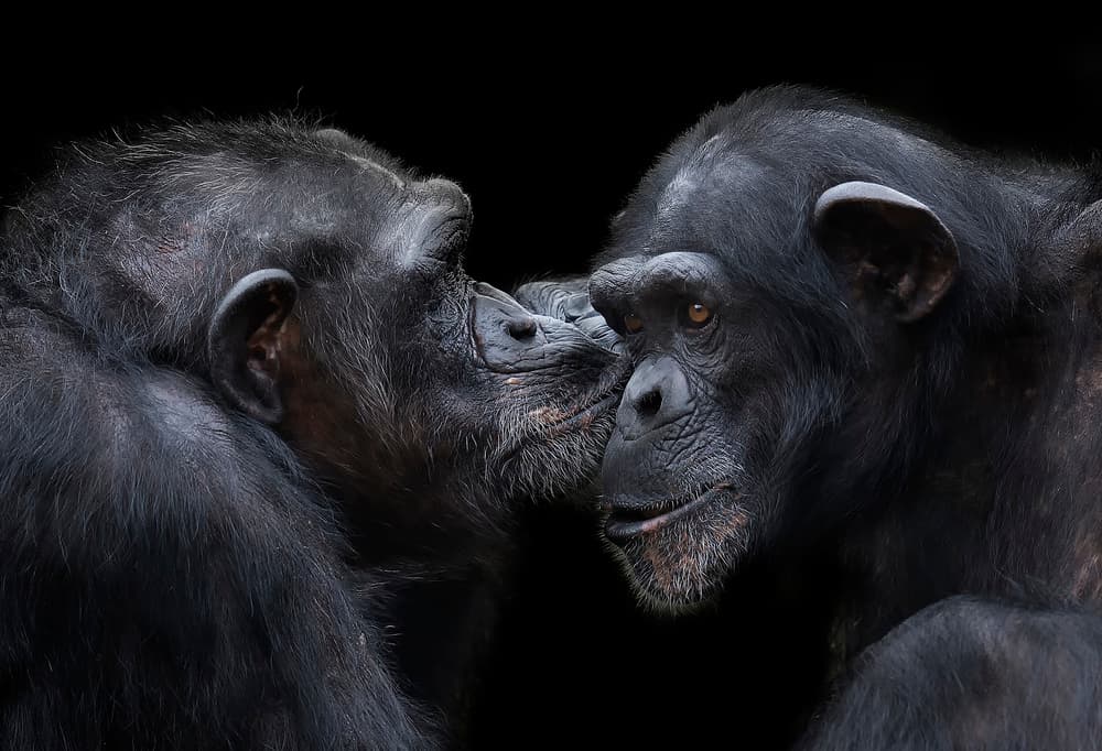 Chimpanzee Whisper by C.S. Tjandra — canvas wall art