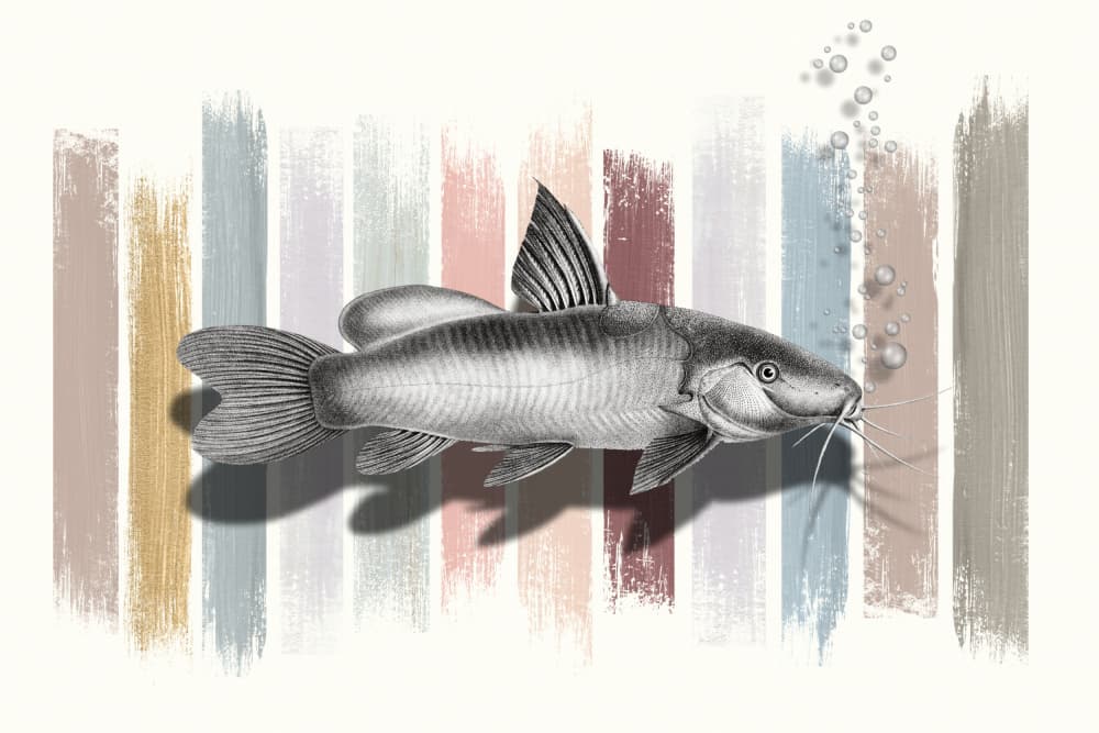 Vintage Catfish Stripes by Marja van den Hurk — canvas wall art