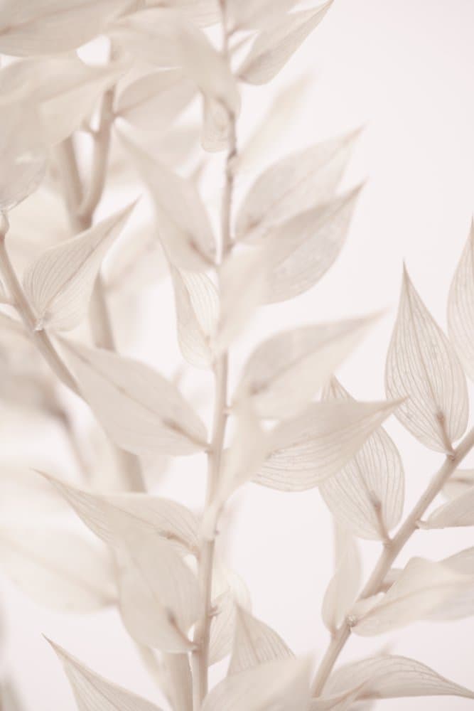 Delicate White Leaves by Pictufy Studio III — canvas wall art