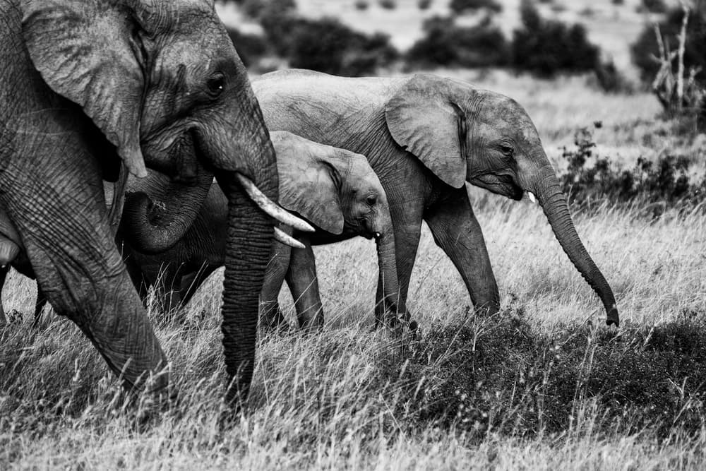Wild Elephant Family by Vedran Vidak — canvas wall art