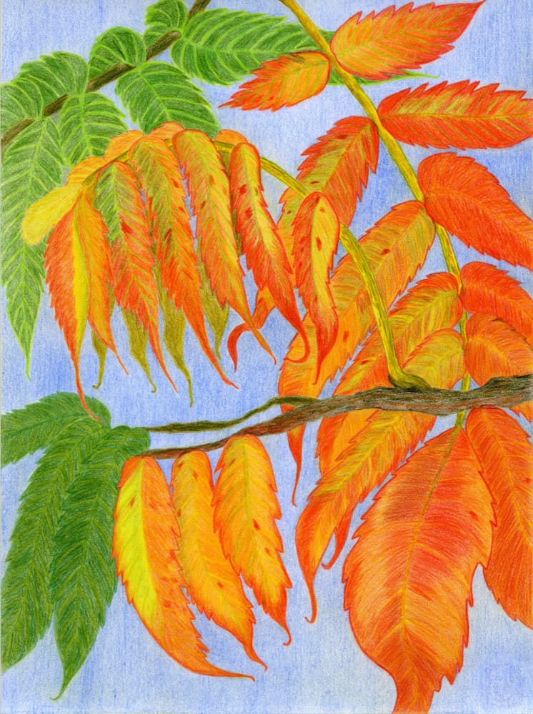Vibrant Autumn Leaves by Viktoriia Saunina — canvas wall art