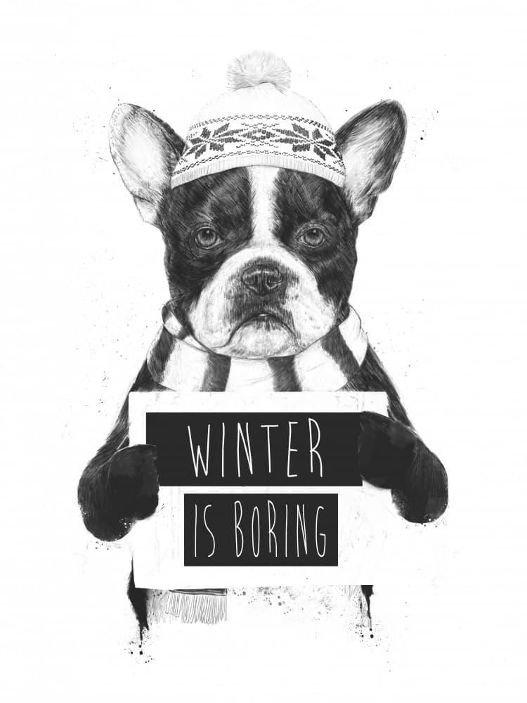 Bored French Bulldog Winter by Balazs Solti — canvas wall art