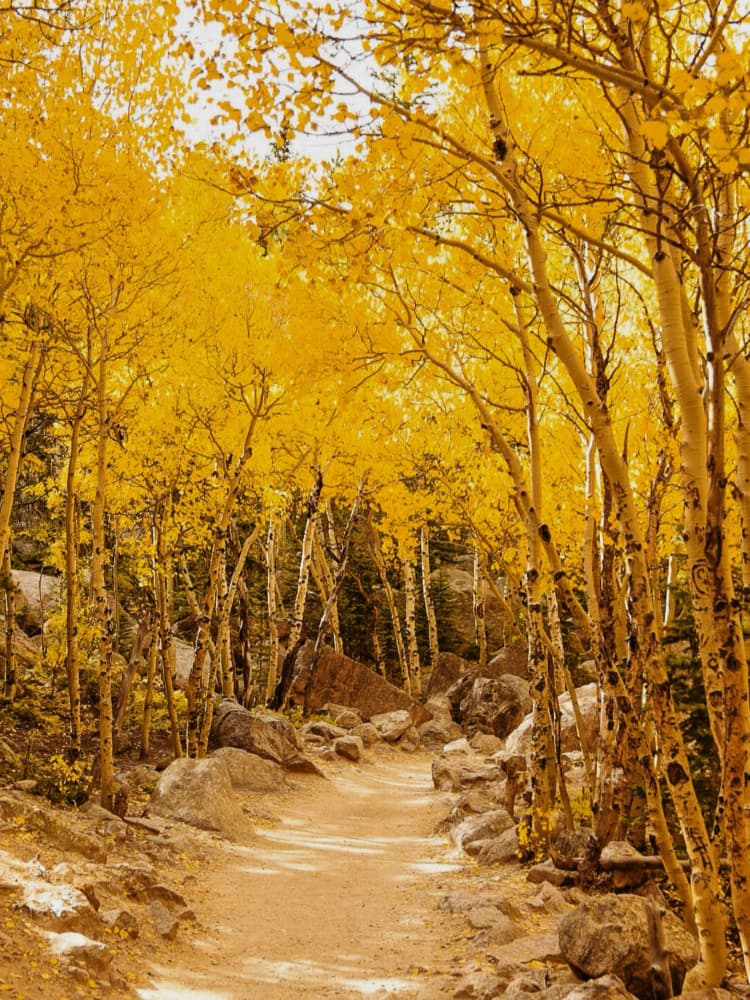 Golden Aspen Trail by Del Mundo Imagery — canvas wall art