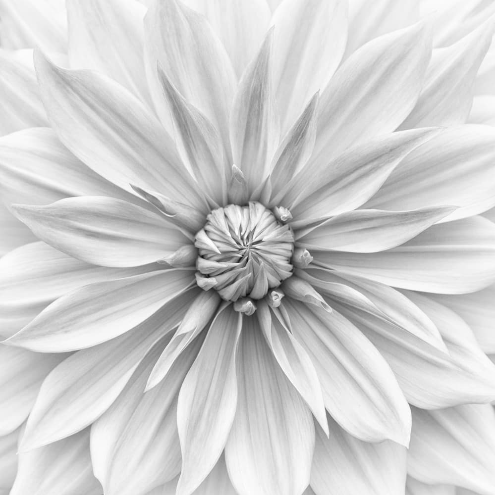 Intricate Black White Dahlia by Lotte Grønkjær — canvas wall art
