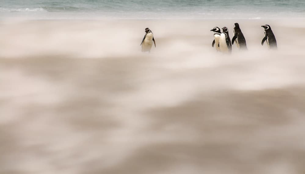 Penguins on Misty Beach by Sergey Kokinskiy — canvas wall art