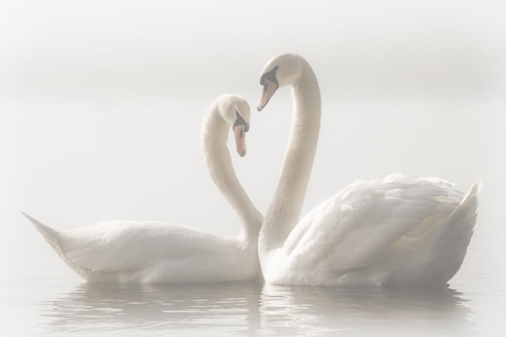 Swans In Love by Monika Schwager — canvas wall art