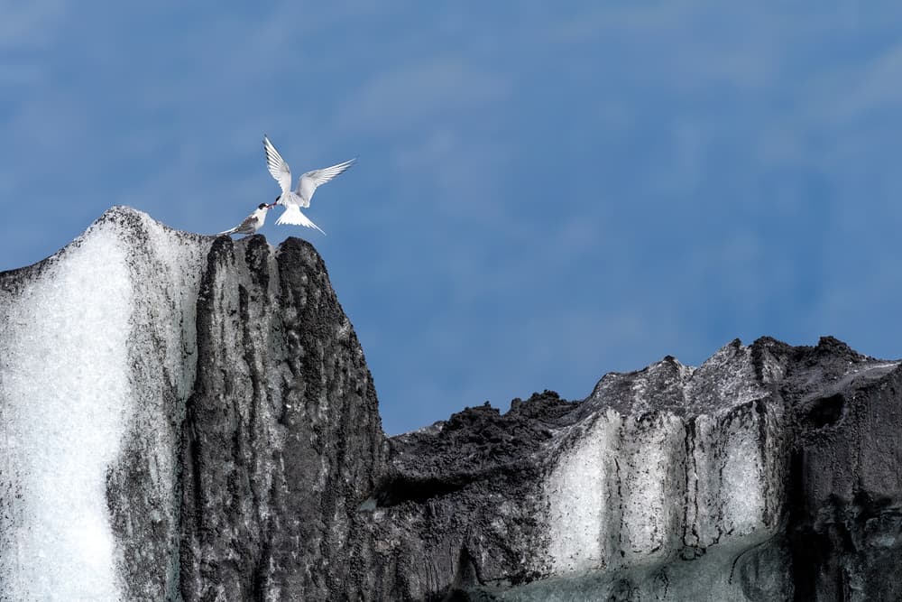 Arctic Terns Feeding by Roberto Marchegiani — canvas wall art