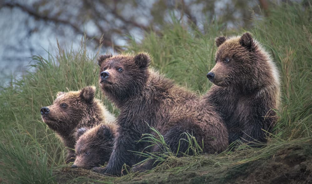Three Attentive Bear Cubs by Siyu_Wei APA — canvas wall art
