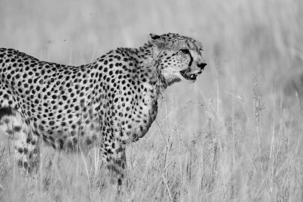 Alert Wild Cheetah by Bjoern Alicke — canvas wall art
