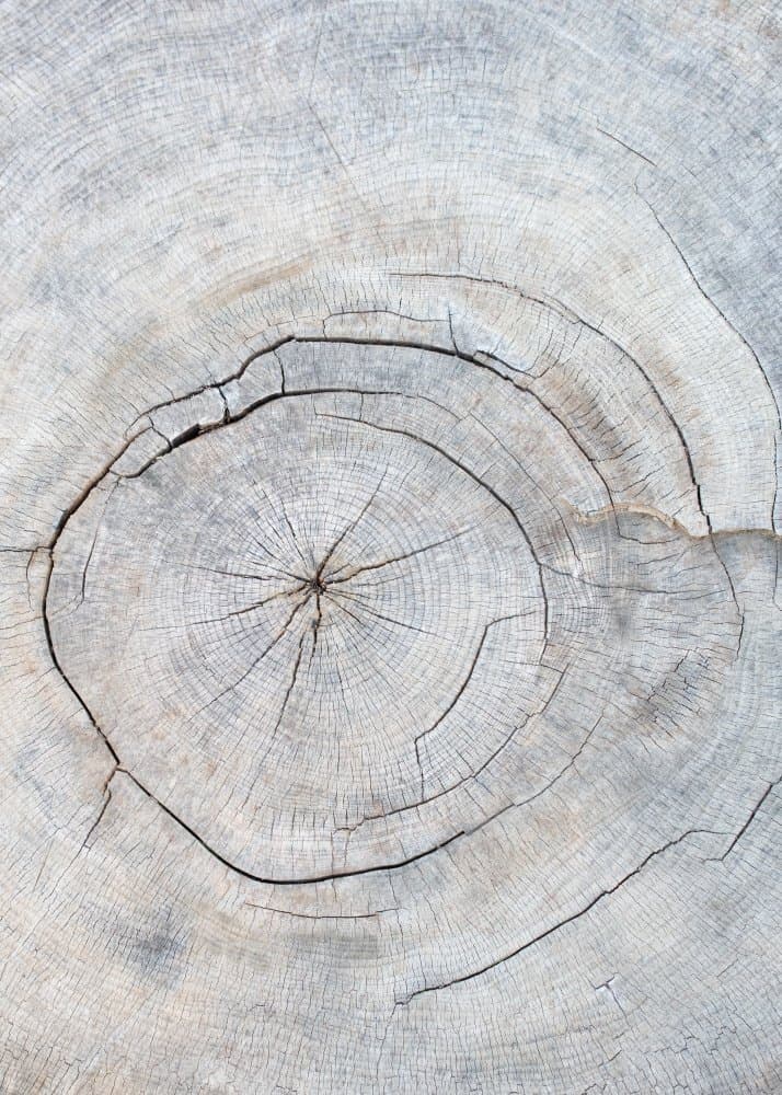Weathered Tree Rings by Pictufy Studio III — canvas wall art