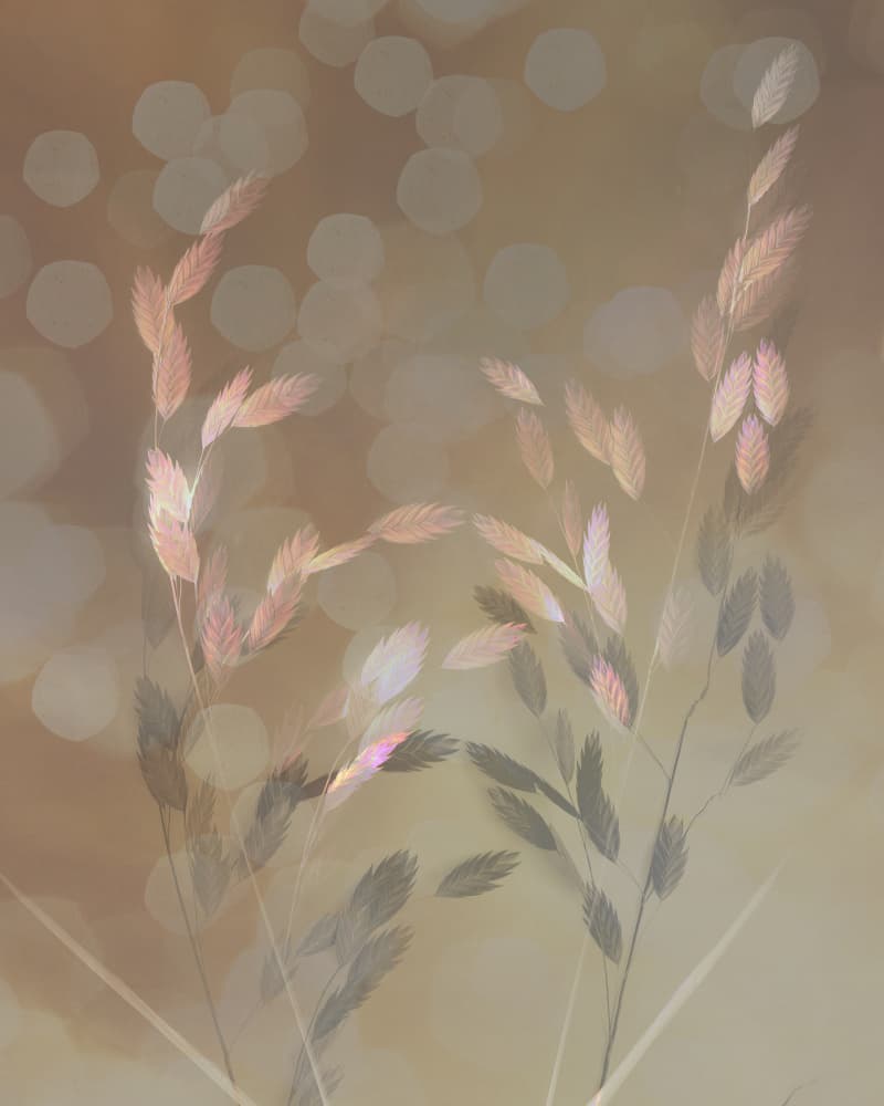 Dreamy Bokeh Grass by Saskia Dingemans — canvas wall art