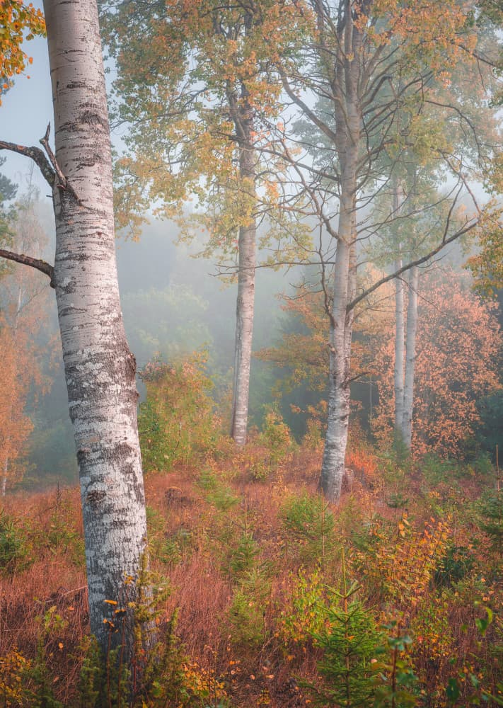 Misty Autumn Forest by Christian Lindsten — canvas wall art