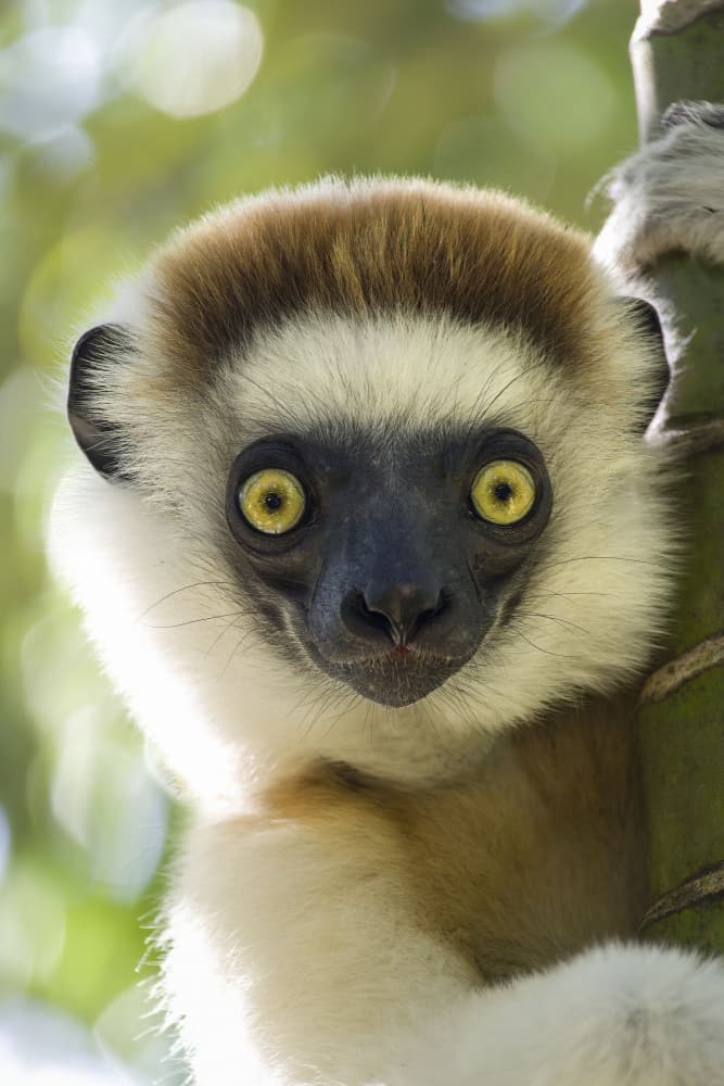 Yellow-Eyed Lemur by José Manuel cruz — canvas wall art