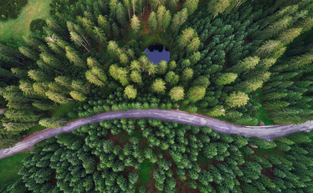 Winding Forest Road by Ales Krivec — canvas wall art