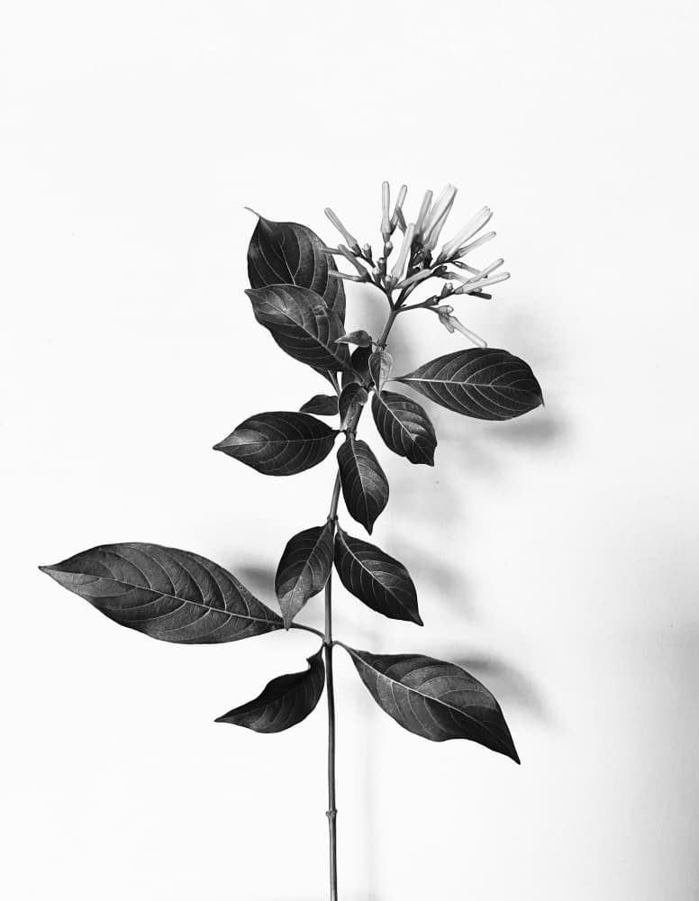 Monochrome Botanical Study by Santhosh ch — canvas wall art