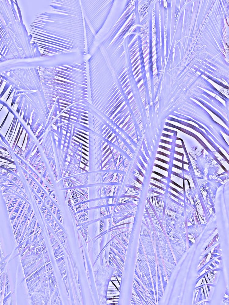 Lavender Palm Dreams by Santhosh ch — canvas wall art