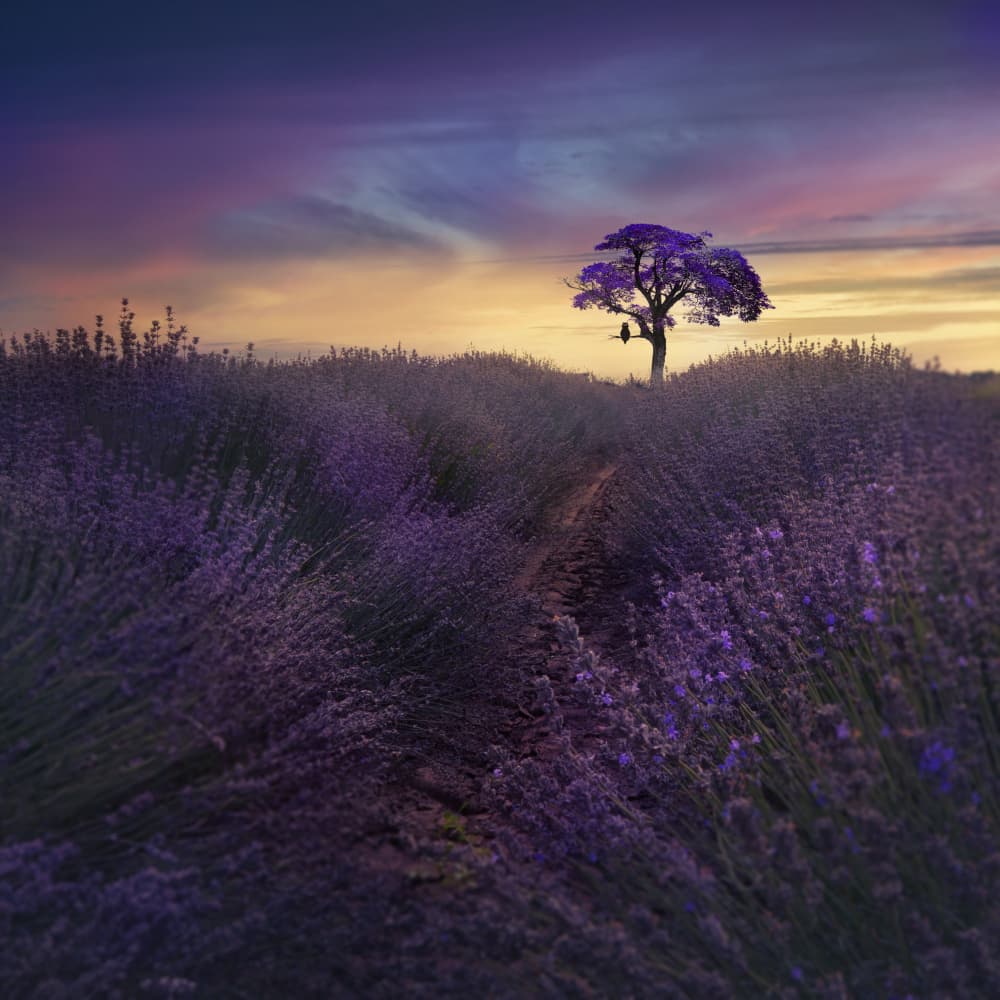 Lavender Sunset Dream by Nikki Georgieva V E G A N I K — canvas wall art