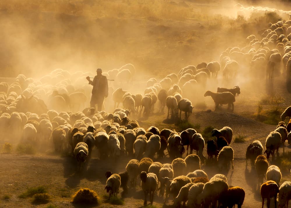 Shepherd and Golden Dust by Feyzullah Tunç — canvas wall art