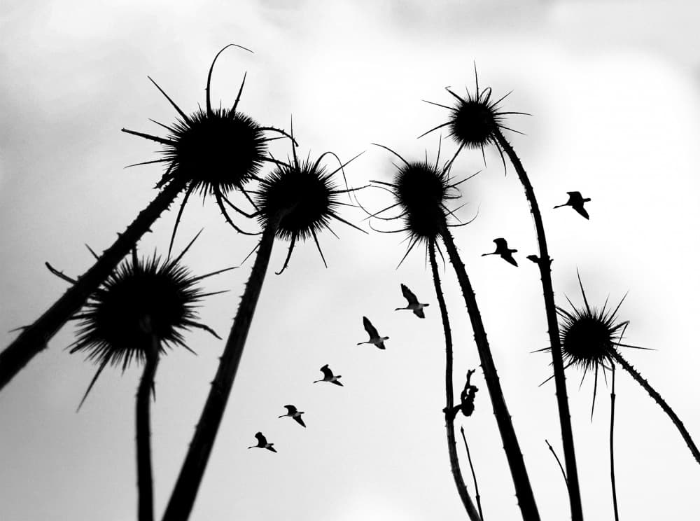 Wild Thistles and Flight by Raghuvamsh Chavali — canvas wall art