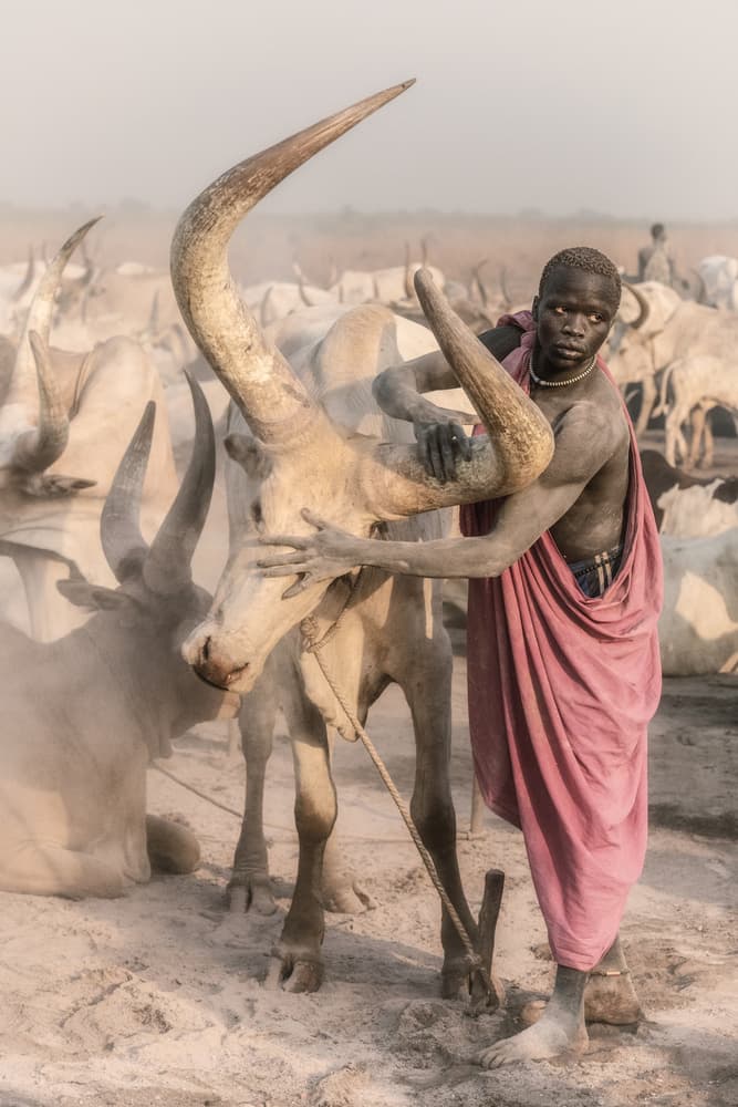 African Man and Bull by Trevor Cole — canvas wall art