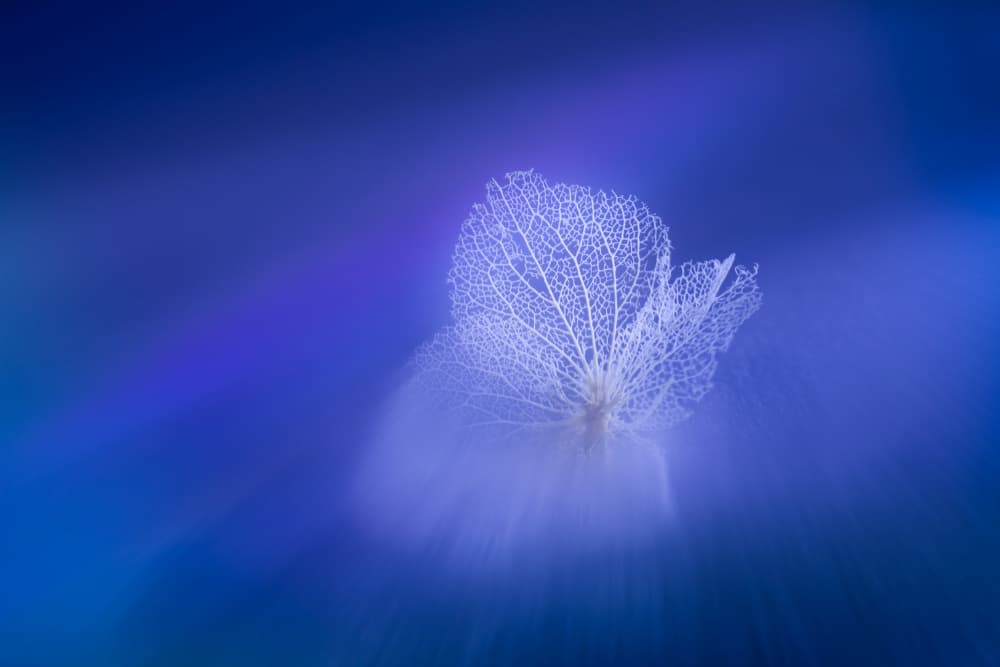 Ethereal Skeleton Leaf by Shihya Kowatari — canvas wall art