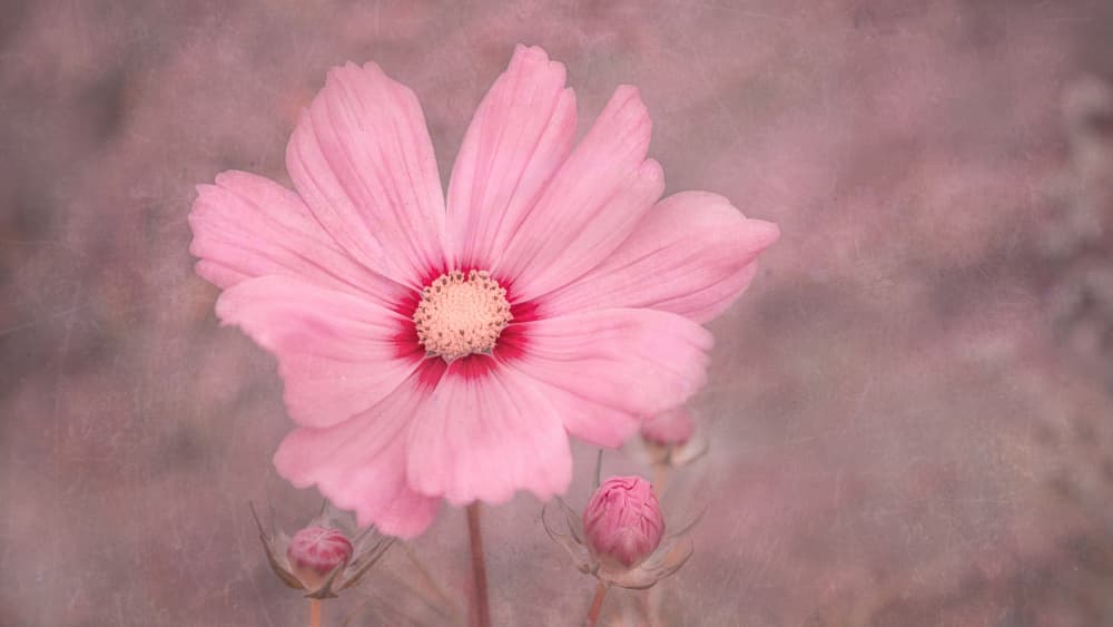 Soft Pink Cosmos by Marie-anne Stas — canvas wall art