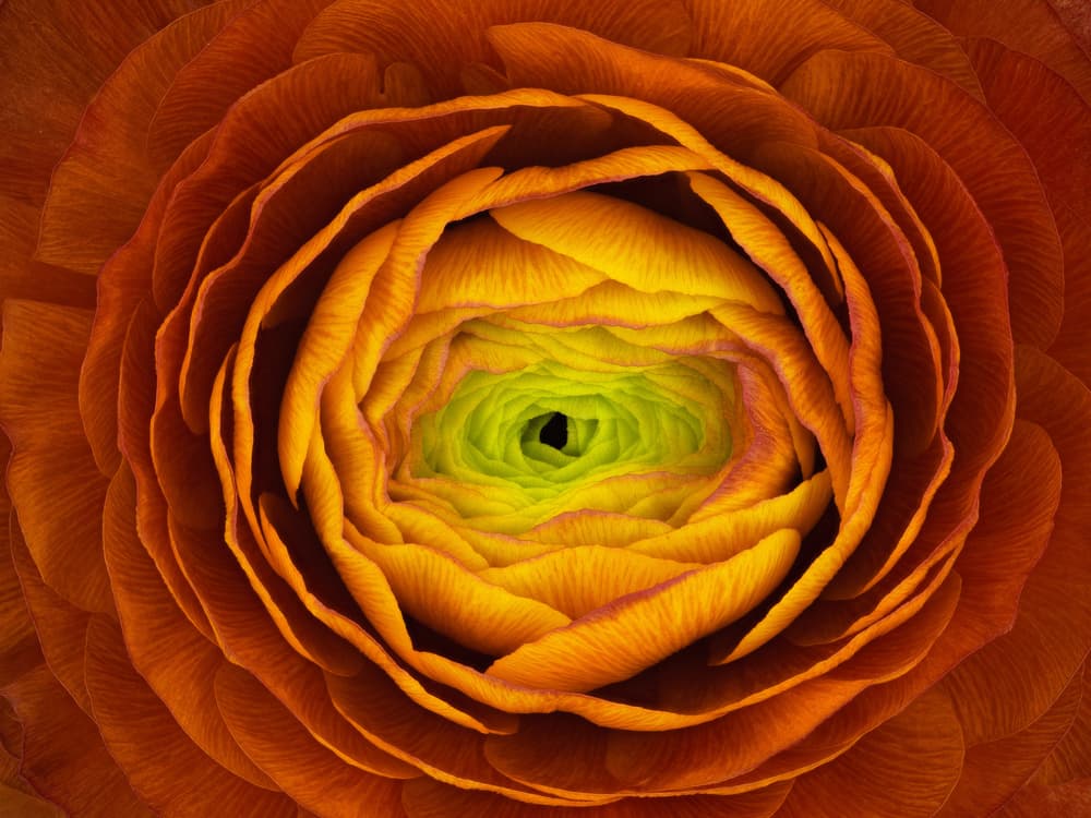 Vibrant Floral Spiral by Victor Mozqueda — canvas wall art