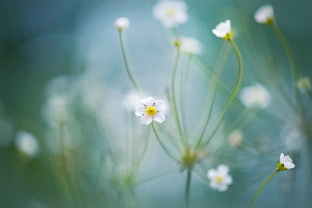 Delicate Spring Blooms by Jacky Parker — canvas wall art