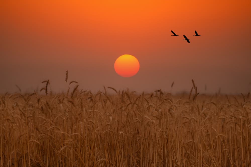 Golden Wheat Sunset by אייל בר אור • Eyal Bar Or — canvas wall art