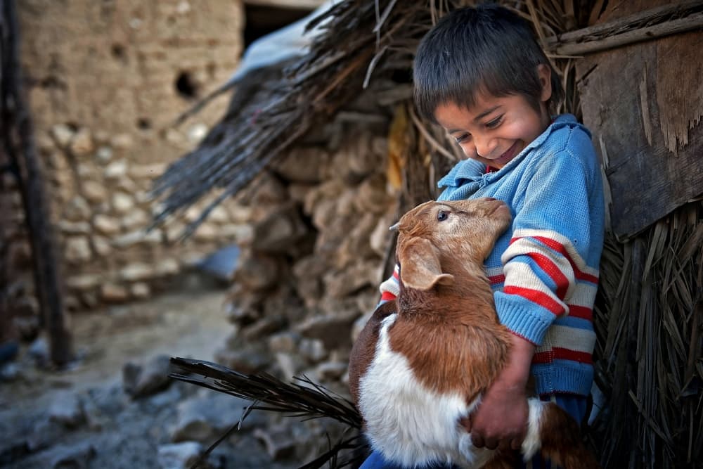 Happy Boy Goat Embrace by Foad Mirzaie — canvas wall art