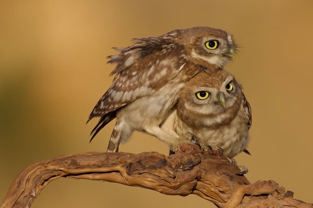 Sweet Little Owls by David Manusevich — canvas wall art