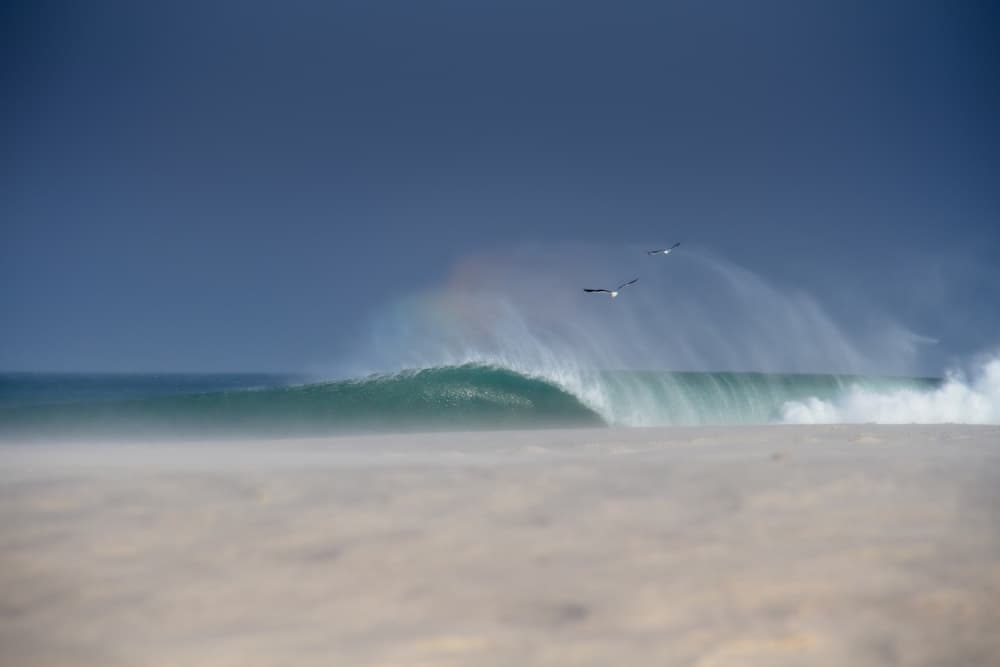 Ocean Wave and Flying Birds by Anthony Fox — canvas wall art