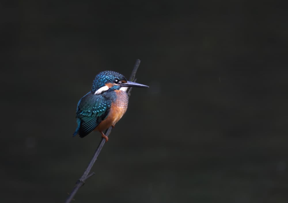 Vibrant Kingfisher Perched by Kaisyakuji Yushi — canvas wall art