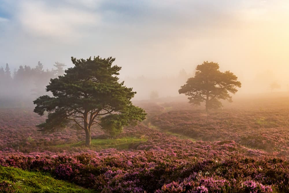 Misty Heather Morning by Leif Løndal — canvas wall art