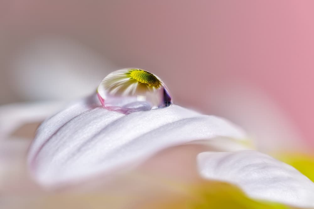 Reflected Daisy Droplet by Jesús M. García — canvas wall art