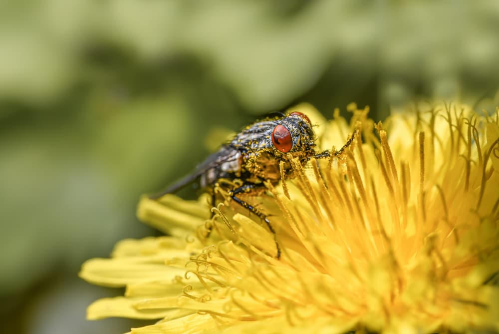 Pollen Dusted Dandelion Fly by Oana Vasileniuc — canvas wall art