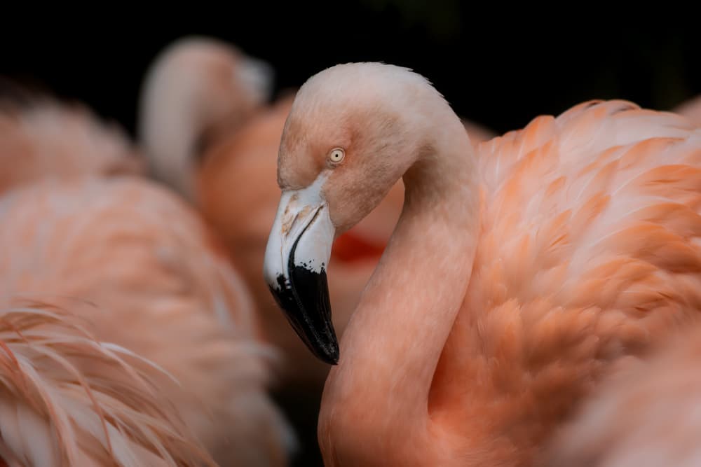 Elegant Pink Flamingo by Cristian Vasile — canvas wall art