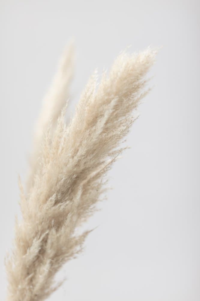 Fluffy Pampas Plumes by Pictufy Studio III — canvas wall art